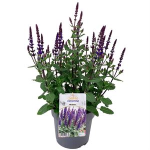 Afbeelding van VP Salvia Nemerosa P19 Caradonna Compact